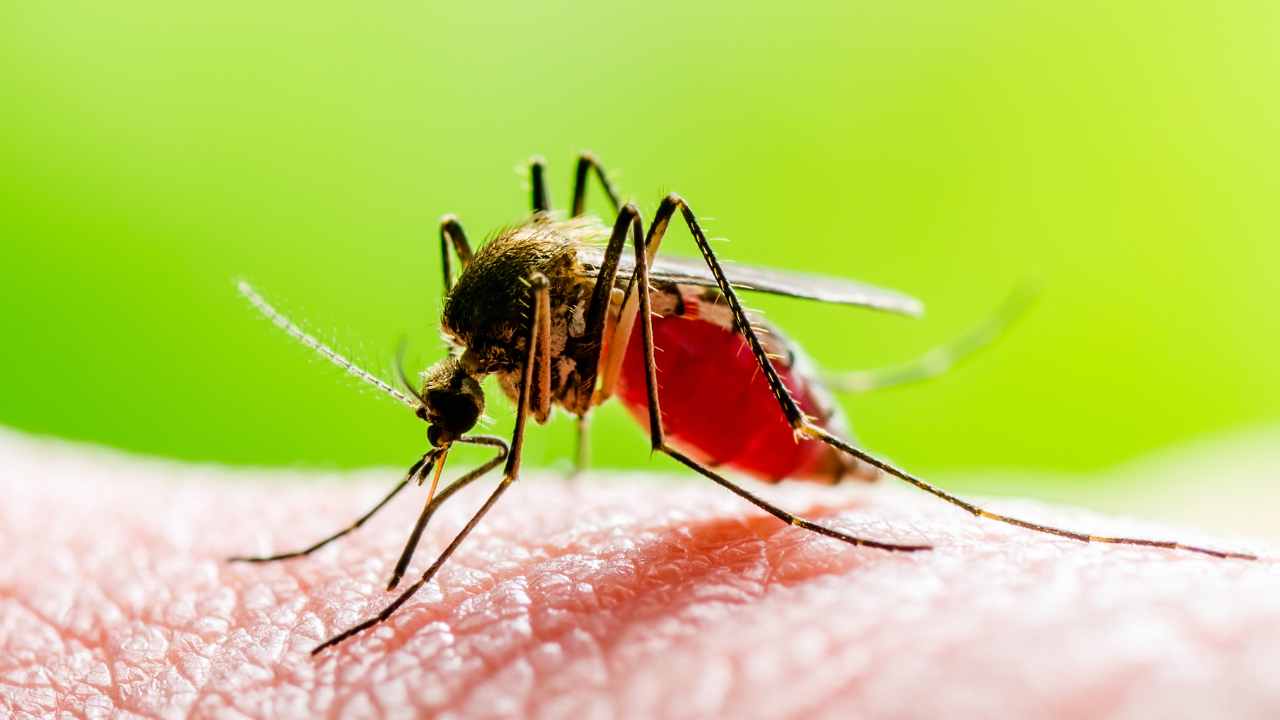 Dengue Ke Lakshan In Hindi: